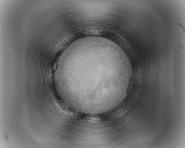 X0000100780552200807101819