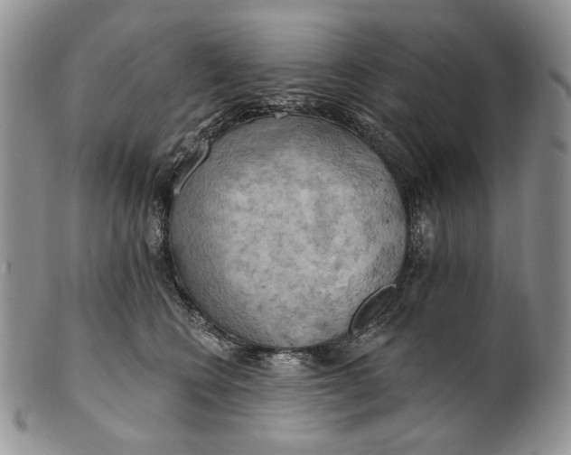 X0000100780566200807101819