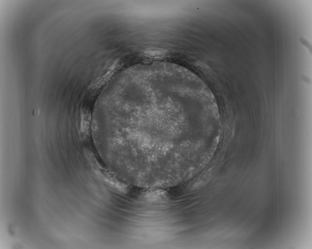 X0000100780576200807101819