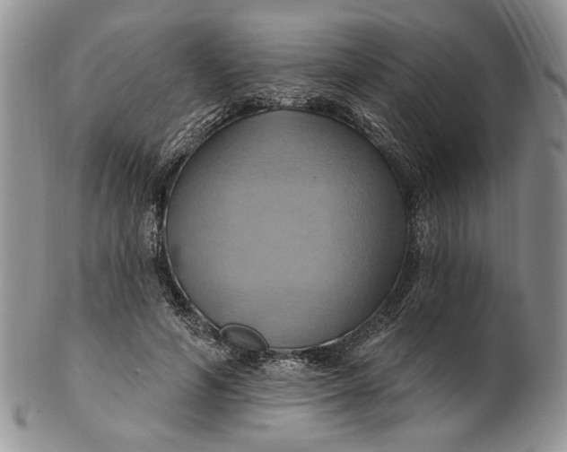 X0000100780594200807101818