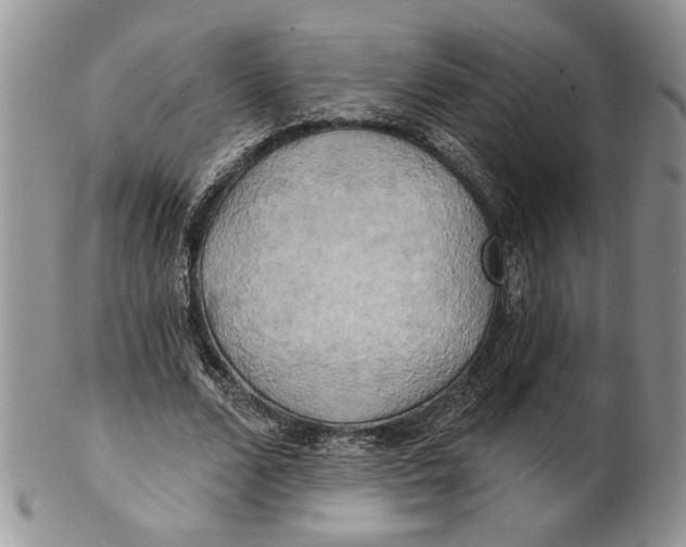 X0000100780680200807101817