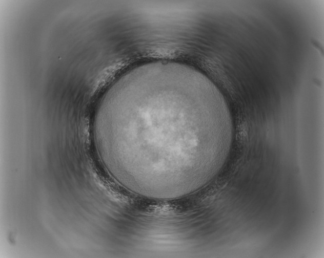 X0000100780688200807101817