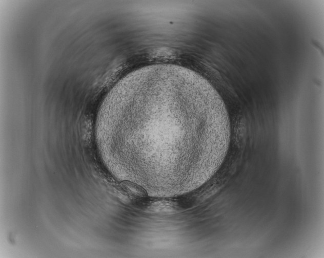 X0000100780708200807101817