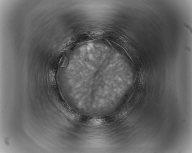 X0000100780711200807101816