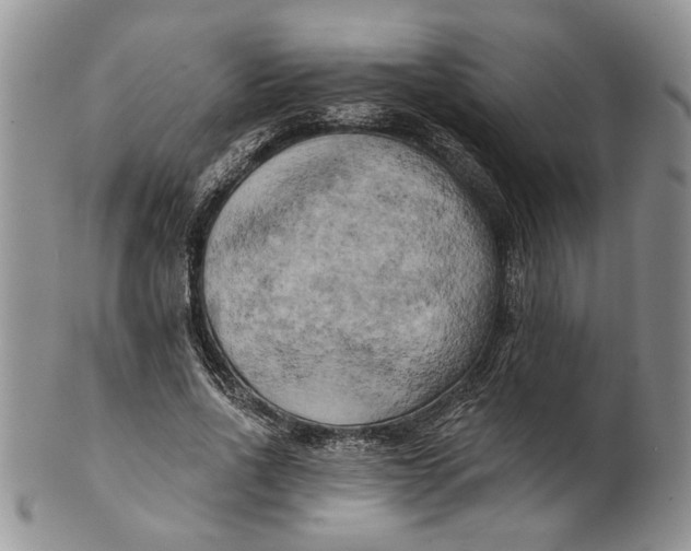 X0000100780734200807101816