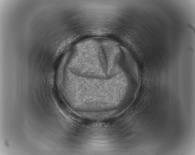 X0000100780736200807101816