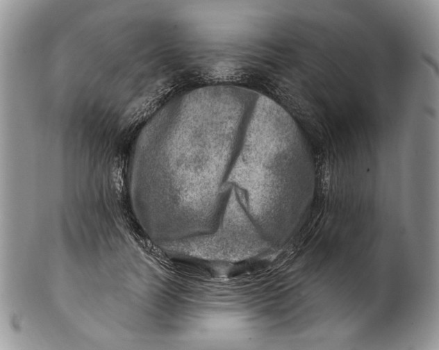 X0000100780746200807101816