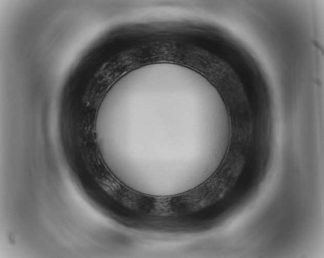 X0000100780766200807101816