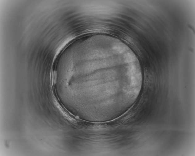 X0000100780796200807101815