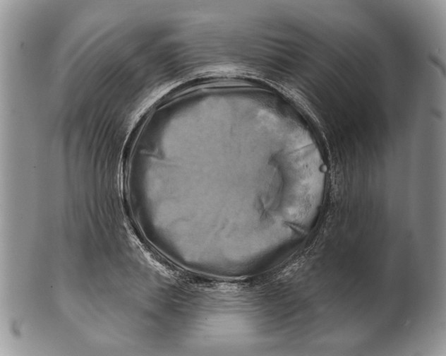 X0000100780839200807101815