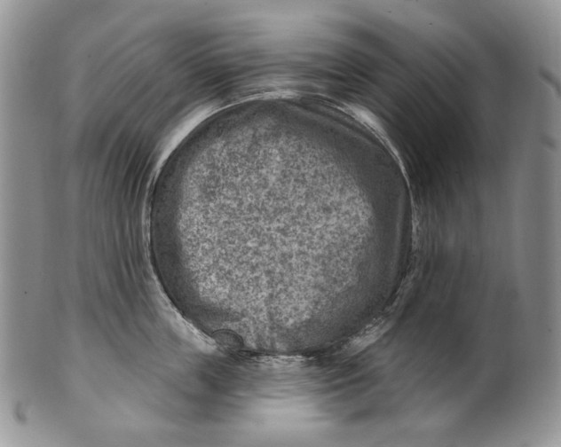 X0000100780859200807101815