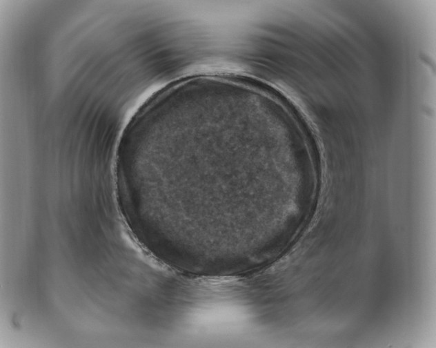 X0000100780864200807101815