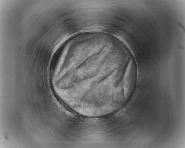 X0000100780949200807101813