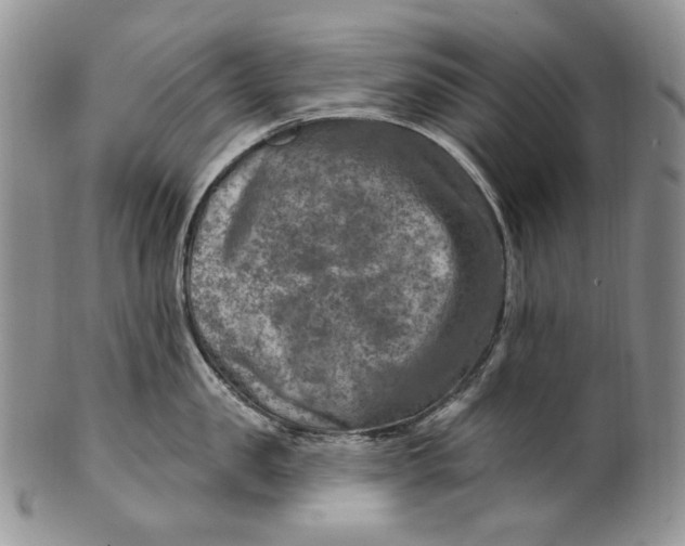 X0000100780957200807101813