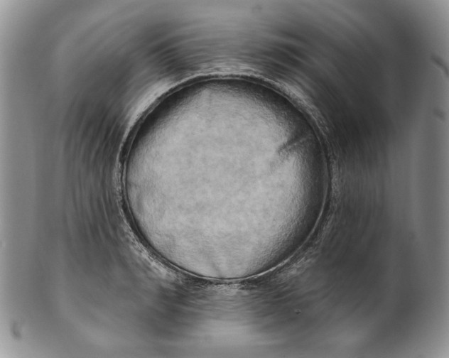 X0000100780990200807101812