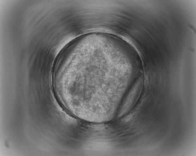 X0000100780999200807101812