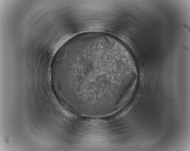 X0000100781077200807101810