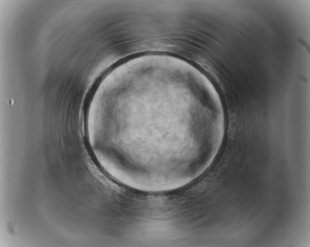 X0000100781080200807101810