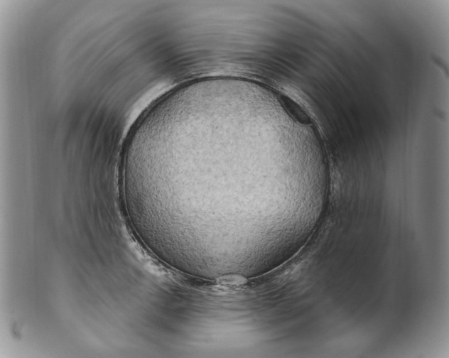 X0000100781138200807101810