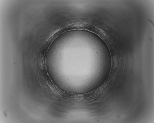 X0000100781158200807101809