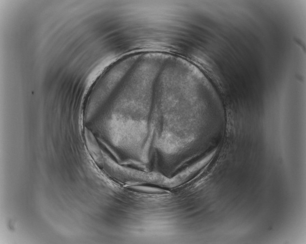 X0000100781188200807101809