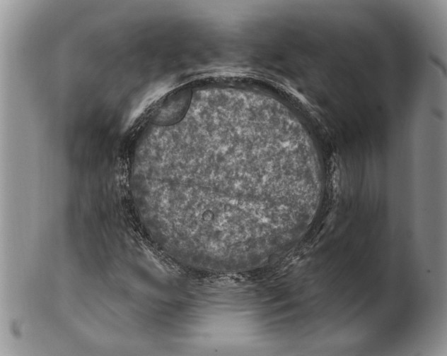 X0000100781255200807101808