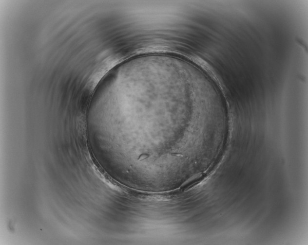 X0000100781337200807101807