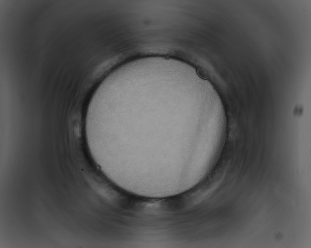 X0000100780068200807171453