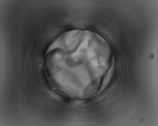 X0000100780081200807171453