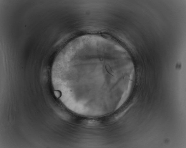 X0000100780165200807171451