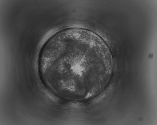 X0000100780199200807171451