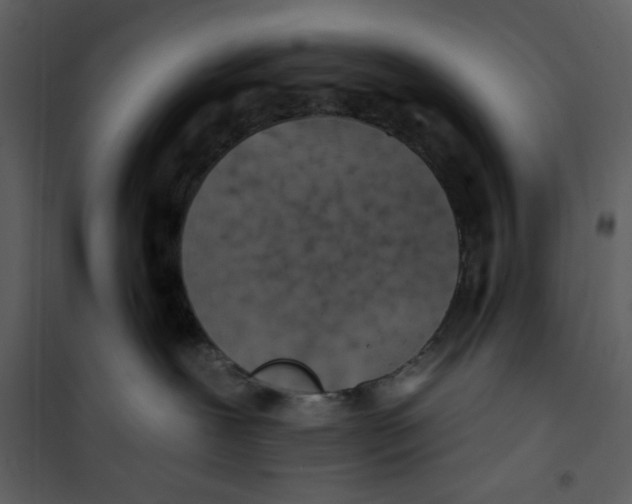 X0000100780239200807171450