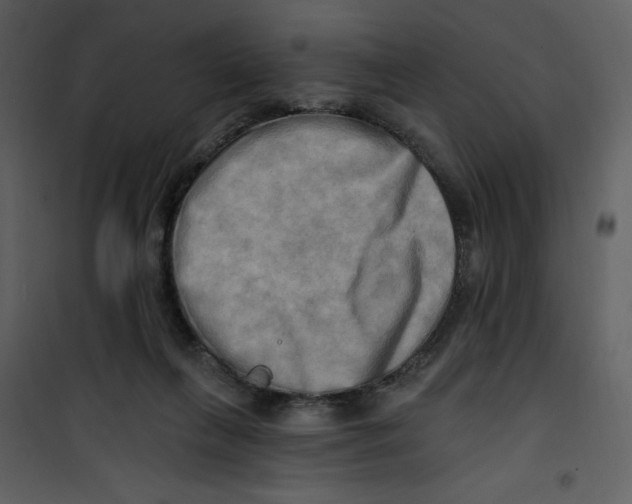X0000100780263200807171450