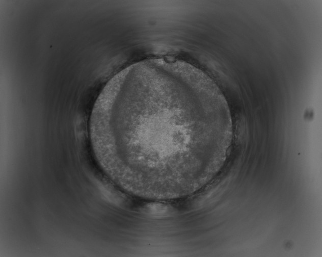 X0000100780272200807171450