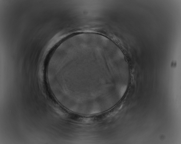 X0000100780295200807171449