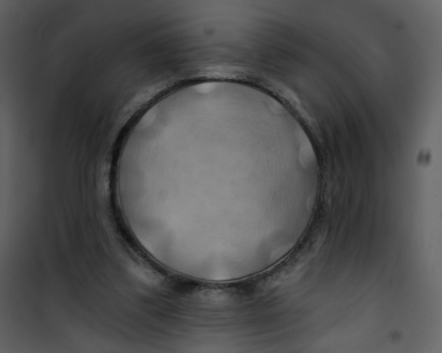 X0000100780299200807171449