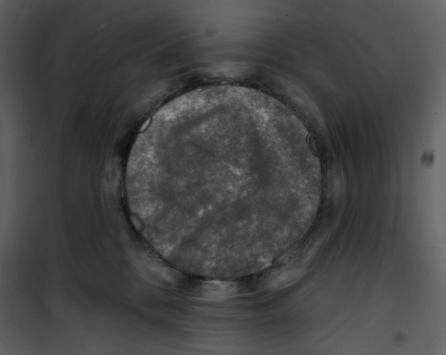 X0000100780328200807171449
