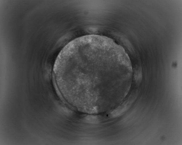 X0000100780332200807171449