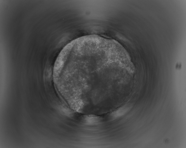 X0000100780336200807171449
