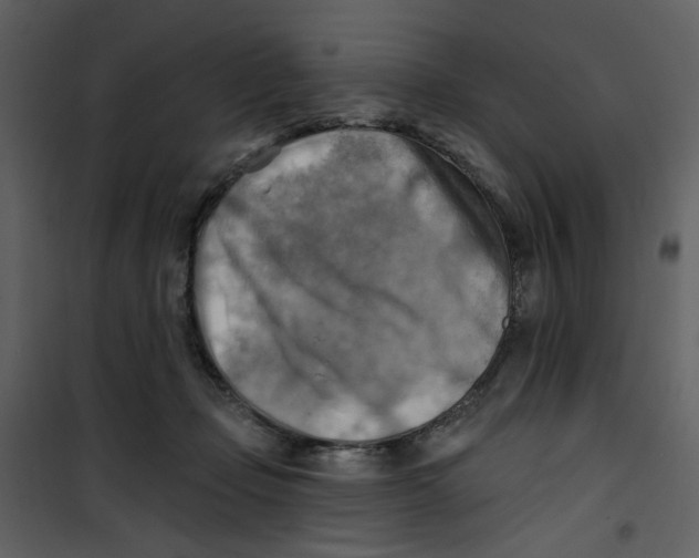 X0000100780365200807171448
