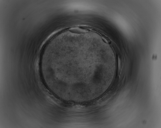 X0000100780387200807171448