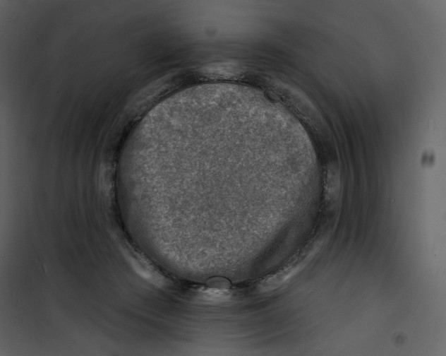 X0000100780409200807171448