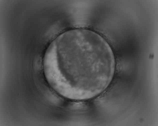 X0000100780411200807171448