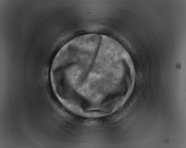 X0000100780454200807171447
