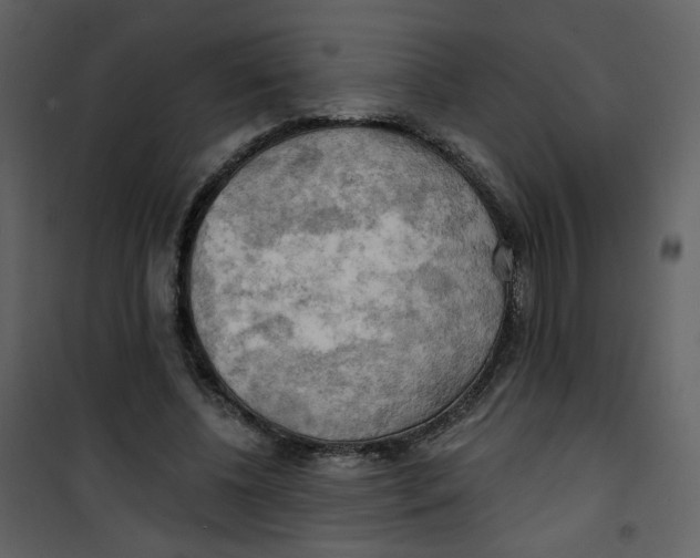 X0000100780540200807171445