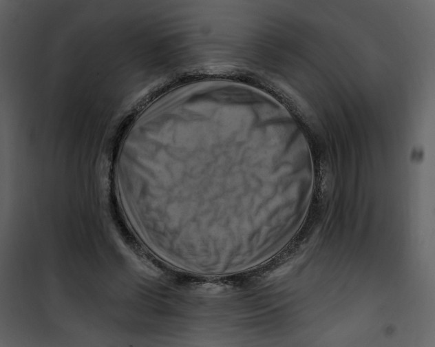 X0000100780542200807171445