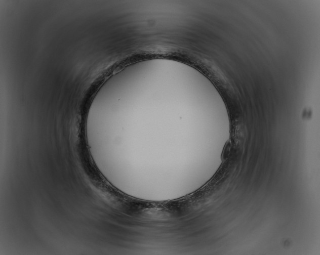 X0000100780544200807171445