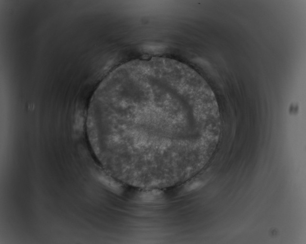 X0000100780576200807171446