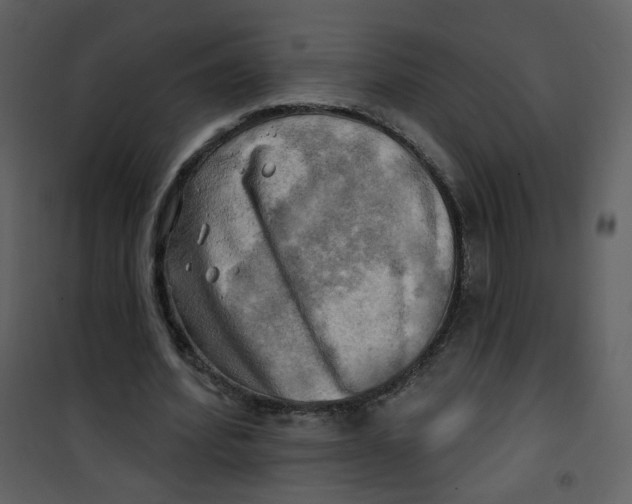 X0000100780580200807171445