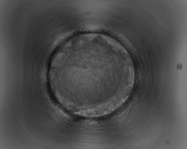 X0000100780640200807171444